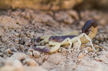 Poster Scorpion species, Oman © AGAMI
