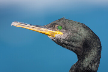 Mediterrane Kuifaalscholver, Mediterranean Shag, Phalacrocorax aristotelis desmarestii