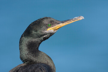 Mediterrane Kuifaalscholver, Mediterranean Shag, Phalacrocorax aristotelis desmarestii