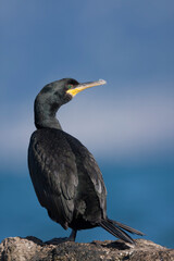 Mediterrane Kuifaalscholver, Mediterranean Shag, Phalacrocorax aristotelis desmarestii