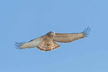 Slangenarend, Short-toed Eagle, Circaetus gallicus
