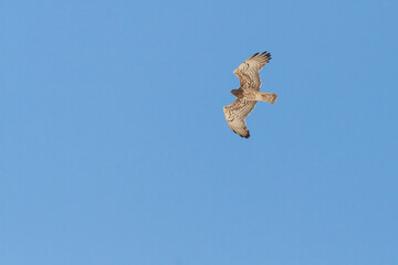 Slangenarend, Short-toed Eagle, Circaetus gallicus