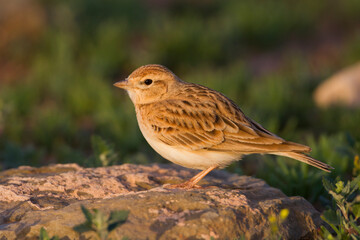 Kortteenleeuwerik, Short-toed Lark, Calandrella brachydactyla rubiginosa