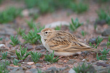 Kortteenleeuwerik, Short-toed Lark, Calandrella brachydactyla rubiginosa