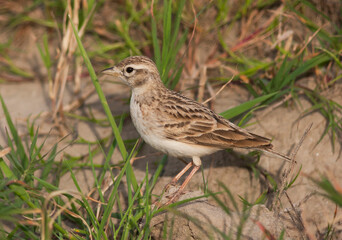 Kortteenleeuwerik, Short-toed Lark, Calandrella brachydactyla hermonensi