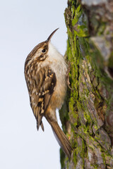 Boomkruiper, Short-toed Treecreeper, Certhia brachydactyla