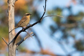 Bergheggenmus, Siberian Accentor, Prunella montanella