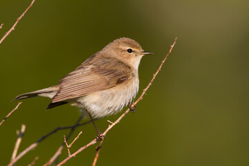Siberische Tjiftjaf, Siberian Chiffchaff, Phylloscopus (collybita) tristis
