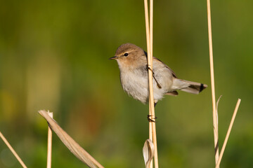 Siberische Tjiftjaf, Siberian Chiffchaff, Phylloscopus (collybita) tristis