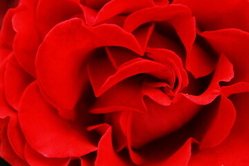 Red rose