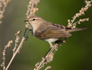 Siberische Tjiftjaf; Siberian Chiffchaff; Phylloscopus (collybita) tristis