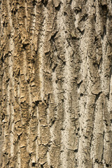 corteccia