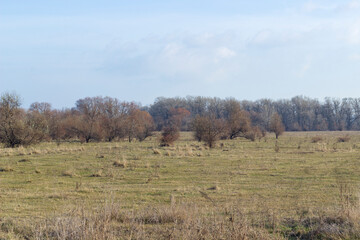Fototapeta premium steppe and trees of late autumn, landscape