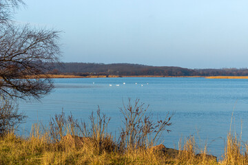 flock of white swans on the greater river