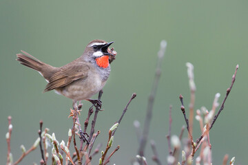 Roodkeelnachtegaal, Siberian Rubythroat, Luscinia calliope