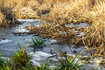 Fototapeta na wymiar frozen swamp with dry reeds and green grass
