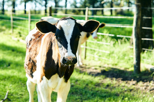 primer plano de ternero holand&eacute;s, fondo verde