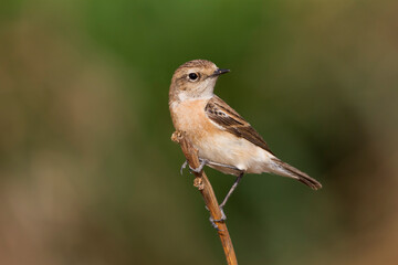 Aziatische Roodborsttapuit, Siberian Stonechat, Saxicola maurus