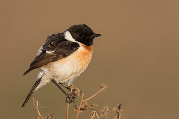 Aziatische Roodborsttapuit, Siberian Stonechat, Saxicola maurus