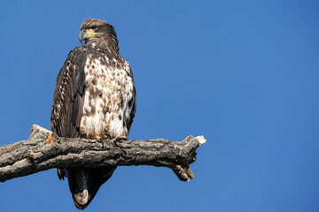 Juvenile Bald Eagle - Pose