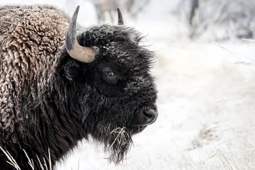 Foto op Plexiglas American Bison - Winter © Bernie Duhamel