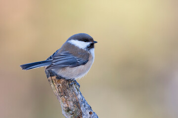 Bruinkopmees, Siberian Tit, Poecile cinctus