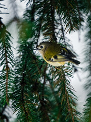 siskin finch sitting on pine tree branch