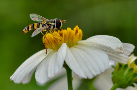 Hoverfly collecting pollen on flower. 