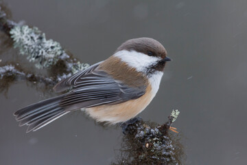 Bruinkopmees, Siberian Tit, Poecile cinctus