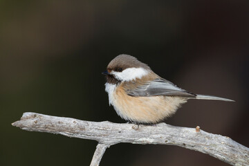 Bruinkopmees, Siberian Tit, Poecile cinctus