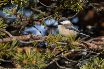 Bruinkopmees, Siberian Tit, Poecile cinctus