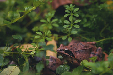 brown frog among the colorful autumn leaves. rana dalmatina camouflaged in nature among the blades of grass