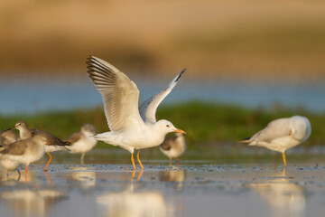 Fototapeta premium Dunbekmeeuw, Slender-billed Gull, Chroicocephalus genei
