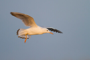 Dunbekmeeuw, Slender-billed Gull, Chroicocephalus genei