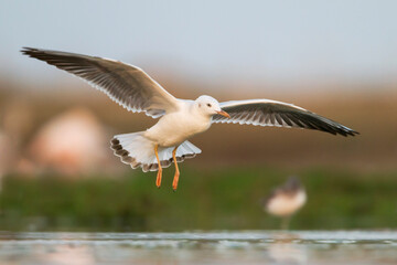 Dunbekmeeuw, Slender-billed Gull, Chroicocephalus genei