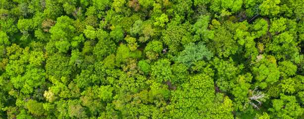 Aerial view Trees in the forest top view aerial rainforest ecosystem And healthy environment...