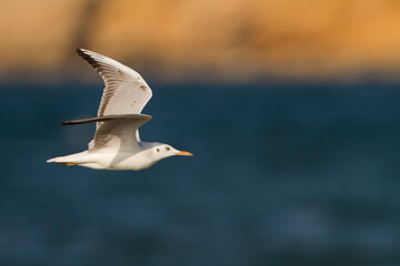 Dunbekmeeuw, Slender-billed Gull, Chroicocephalus genei