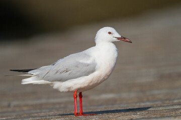 Dunbekmeeuw, Slender-billed Gull, Chroicocephalus genei