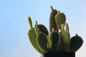 growing sprout of cactus