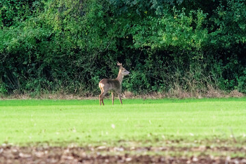 a roe buck at a field