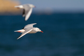 Dunbekmeeuw, Slender-billed Gull, Chroicocephalus genei