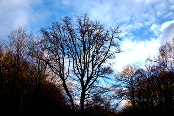 Tree under Blue Sky on a December day