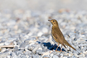 Zanglijster, Song Thrush, Turdus philomelos