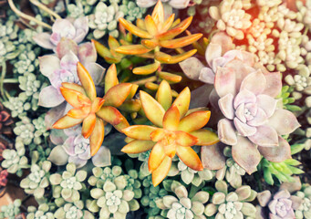 Miniature succulent plants (succulent cactus) at the garden