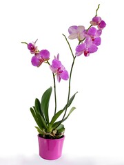 Naklejka na ściany i meble purple flowers of orchid Phalaenopsis isolated close up