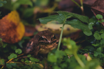 brown frog among the colorful autumn leaves. rana dalmatina camouflaged in nature among the blades of grass