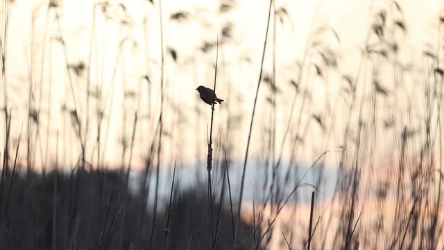 silhouette of a songbird at sunset