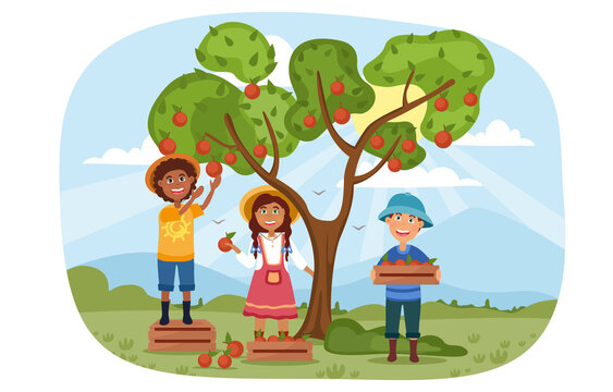 Three young children helping to harvest apples in the orchard picking the ripe fruit from the tree, colored cartoon vector illustration