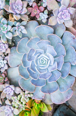 Miniature succulent plants (succulent cactus) at the garden
