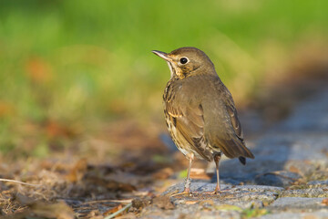 Zanglijster, Song Thrush, Turdus philomelos